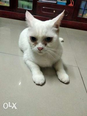 1.5 Year Full white cat available for immediate