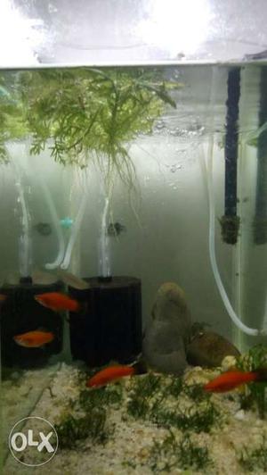 1.5 ft aquarium with filter, decorations, and