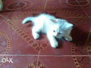 1 anhalf month whitty Persian kitten male