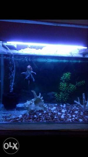 1 fish in good condition