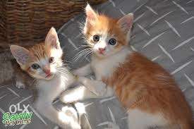 1 month old indian cute kittens for sell
