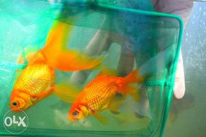 1 pair of Gold fish very active and healthy 5.5 inch