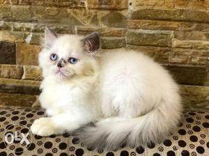 2 months female flat face kitten for sale