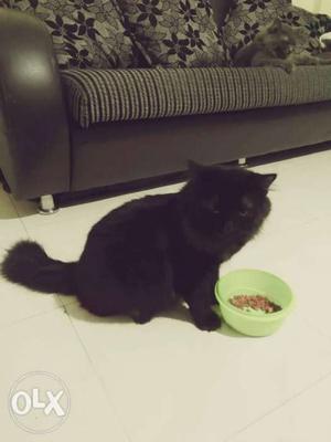 2 persian cats male n female 10 months old