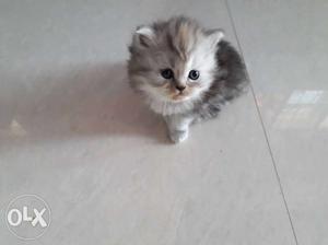 3 Persian doll face kittens 1 month old. each