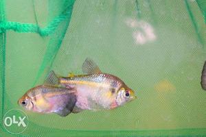 3 active Widow Tetra fish for sale.