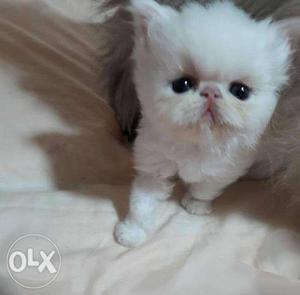 35 days pure persian kitten for sale in all very cheap price