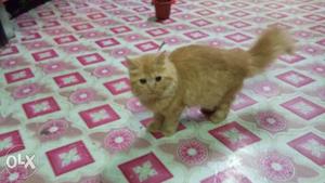 4 Months Old Persian Female Cat At Cheap Price...