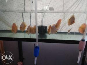 4 inch red morf discus pease 500