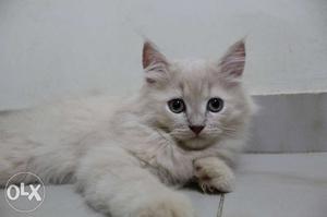 4 month old persian kitten for sell male and