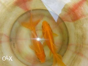 40 Gold fishes Rs.600