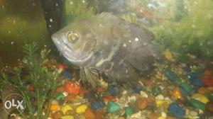 4inch+ size black oscar fish for sale