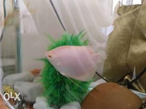5.5 inch red eye gaint gourami fish for sale or