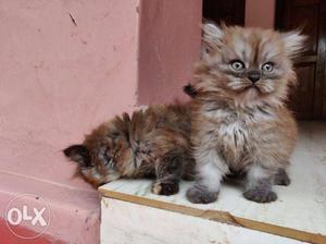 50 days male and female kittens available..