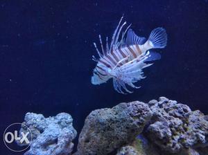 6"+ Marine Lion fish available for sale in