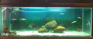 6x2x2 ft 180 gal fish tank with wooden stand and