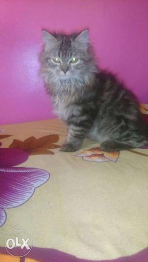 7 months old double fur Persian cat for immediate