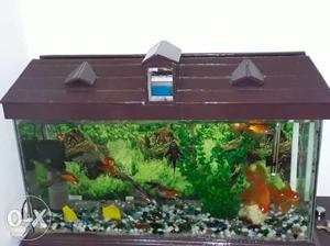 A 3 feet fish aquarium with 11 gold fishes, a