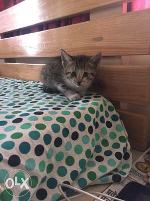 A female black and white kitten.About a month old.