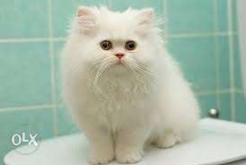 ALL COLOR pure persian kitten for sale in all very cheap