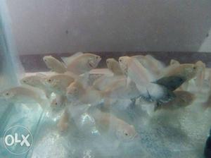 Albino and fire red oscar fish babies 2 inch size