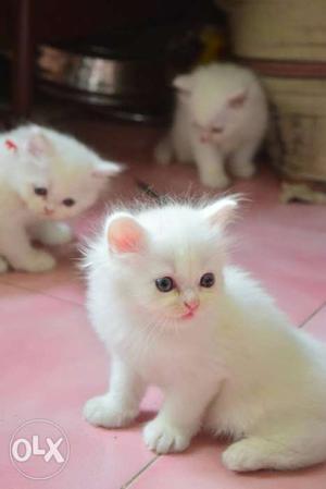 All Bulandshahr cash on delivery Persian kitten