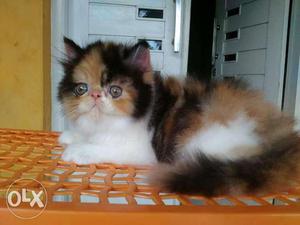 All Ghaziabad cash on delivery Persian kitten for