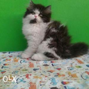 All Ranchi cash on delivery Persian kitten for