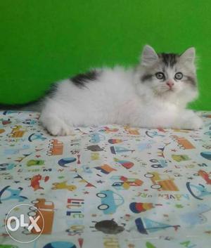 All Samastipur cash on delivery Persian kitten