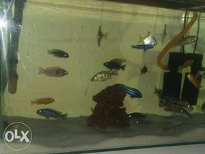 All cichild and sea angel fish 25 in total