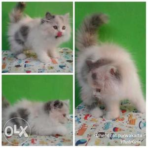 All over Patna cash on delivery Persian kittens
