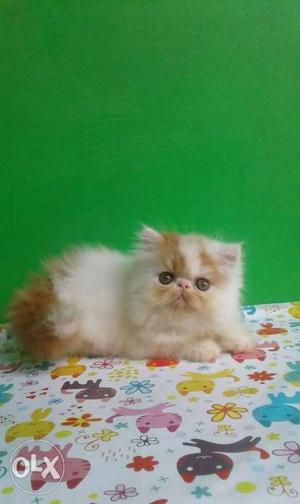 All type Persian kitten for sale cash on delivery