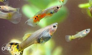 All types of guppy wholesale price 30/- for pair.