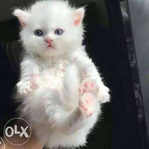All types persian cat, kittens, pregnant cat