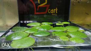 Amzone Frogbit water Floating plants Easy to