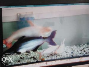 Aquarium Shark fish for sale
