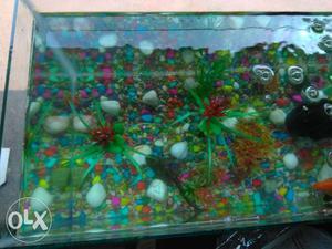 Aquarium ,fish1shark1gold fish1sukker