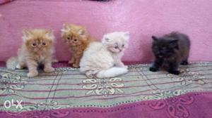 Awesome purebred Fluffy persian kittens 55 days old in