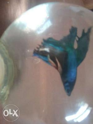 Beautiful betta fish half moon imported correct