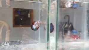 Betta fishes available Price range 250 to 350