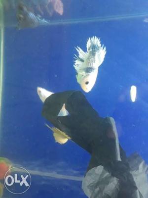 Bettas females available...