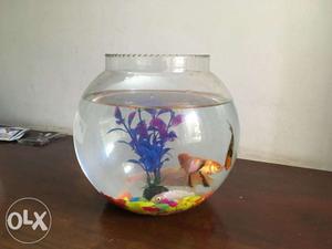 Big Fish Bowl/Aquarium/Tank with 5 alive fish, Aquarium