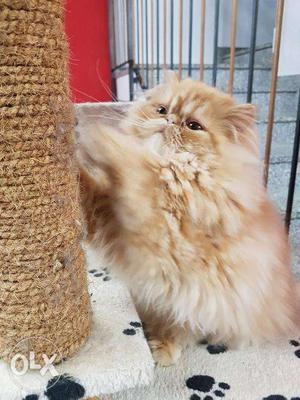 Big eyes pure persian kitten for sale in all COD