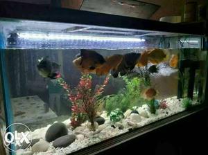 Big size aquarium  having 7 Oscar fishes