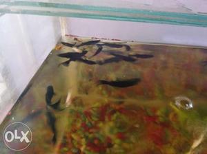 Big size moli fish 10pis wholesale price 100