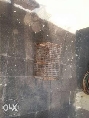 Birds prisoner