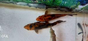 Black And Brown Pet Fishes