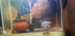 Black And Red Fish In Tank