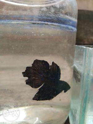 Black color Betta fish