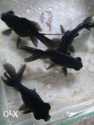 Black gold fish 4psc 150rs bigsiz 3enc